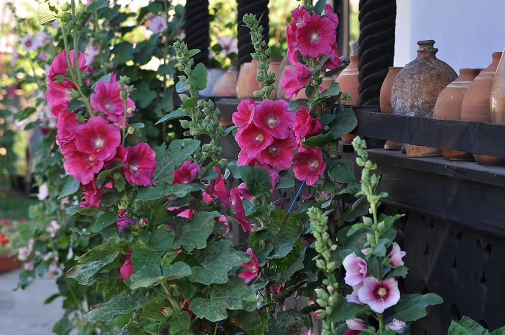 Bed & Breakfast Popamuseum Tarpesti Strada Muzeului Nr 28 Tirpesti ภายนอก รูปภาพ
